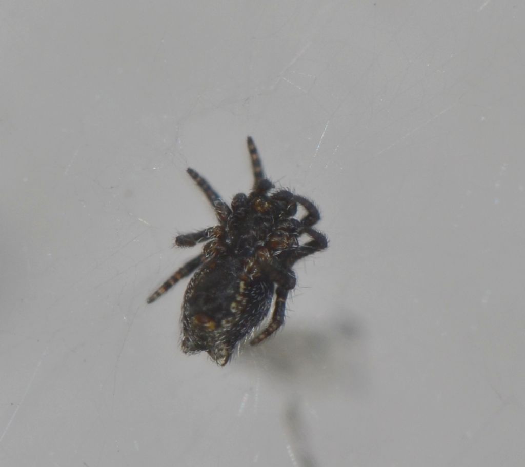 Cyrtophora citricola giovane - Grosseto